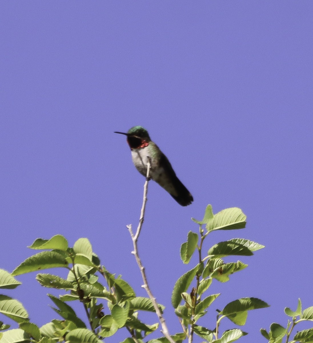 Broad-tailed Hummingbird - ML620879670