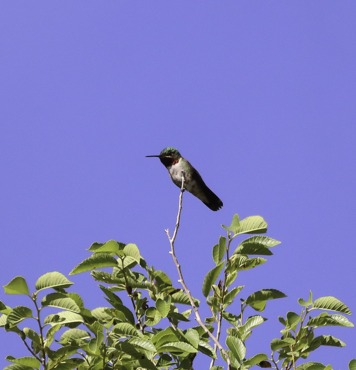 Broad-tailed Hummingbird - Nancy Ellington