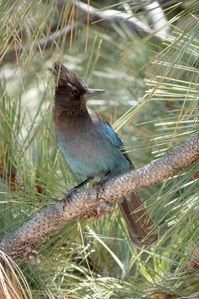 Steller's Jay - ML620879673