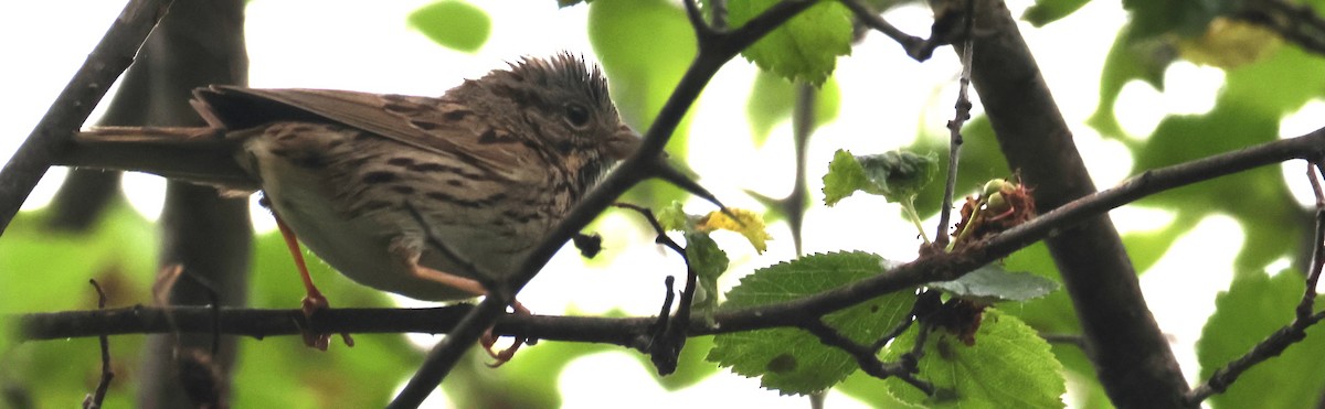 Lincoln's Sparrow - ML620879677