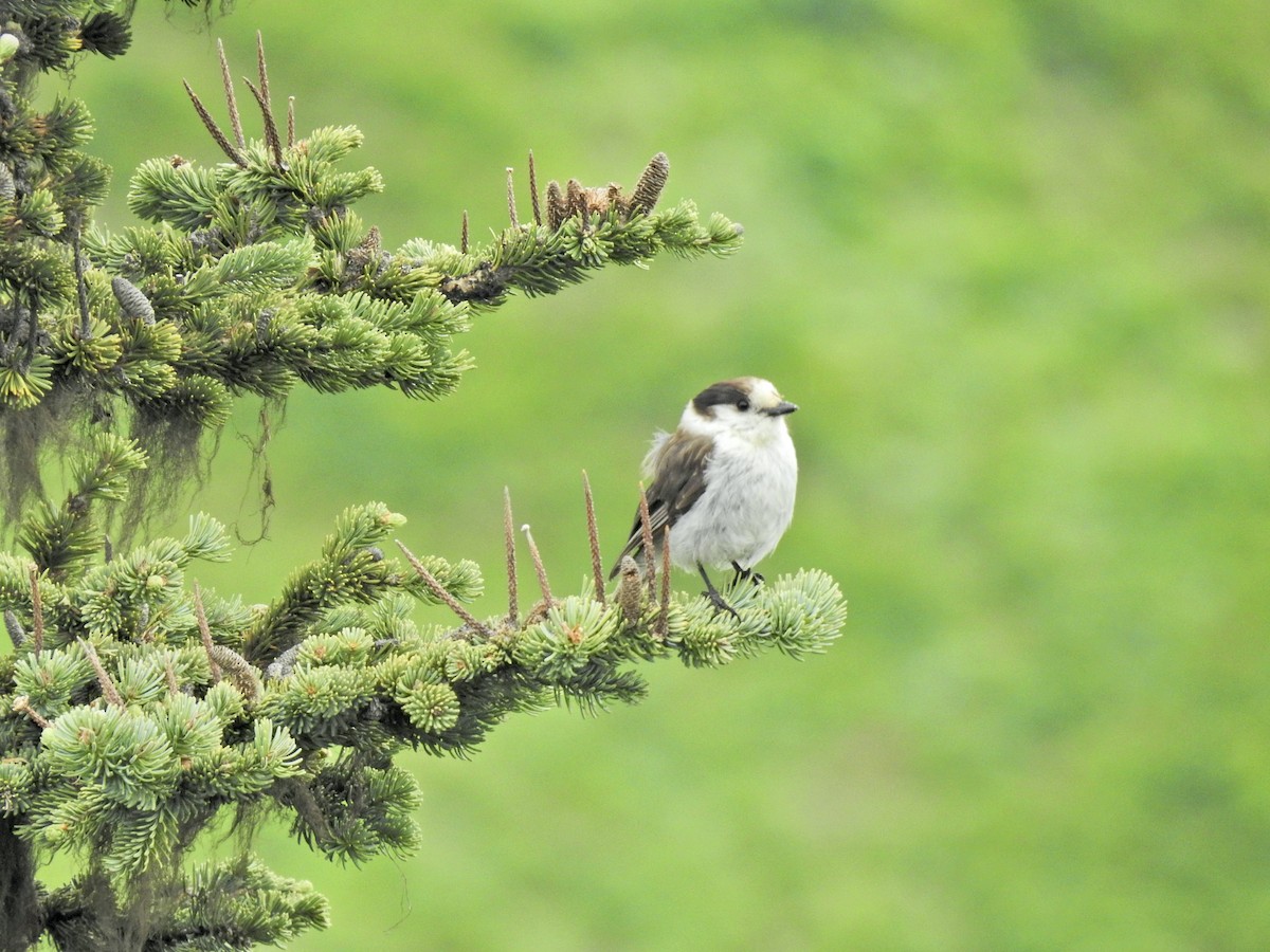 Canada Jay - ML620879678