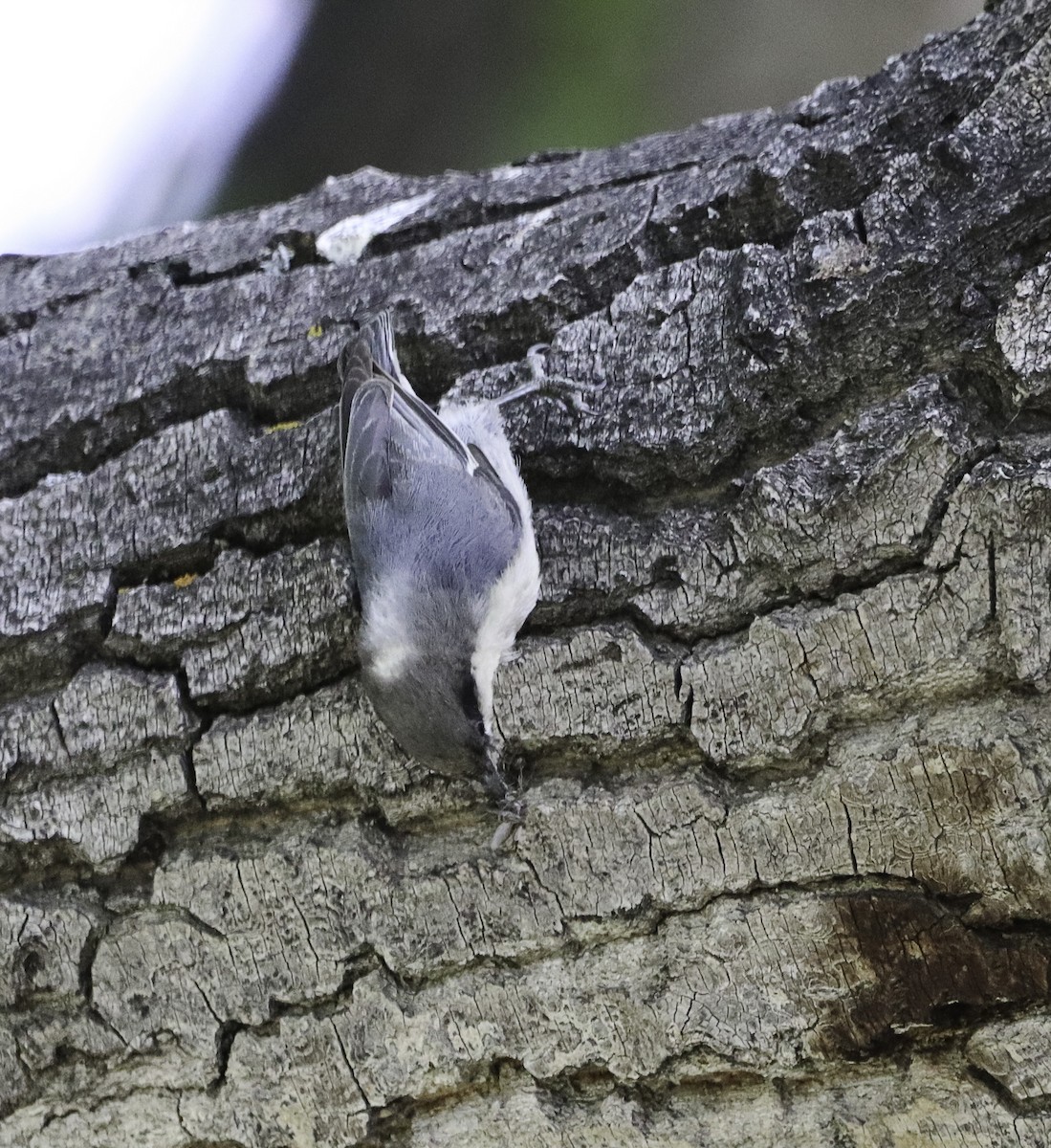 Pygmy Nuthatch - ML620879685