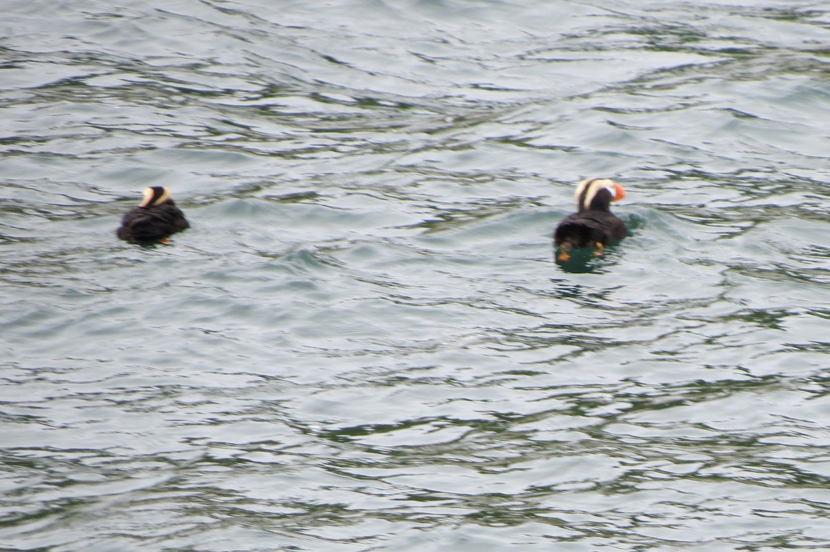 Tufted Puffin - ML620879689