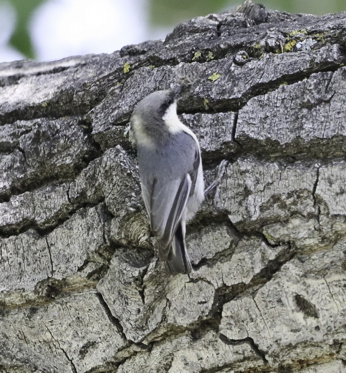 Pygmy Nuthatch - ML620879690