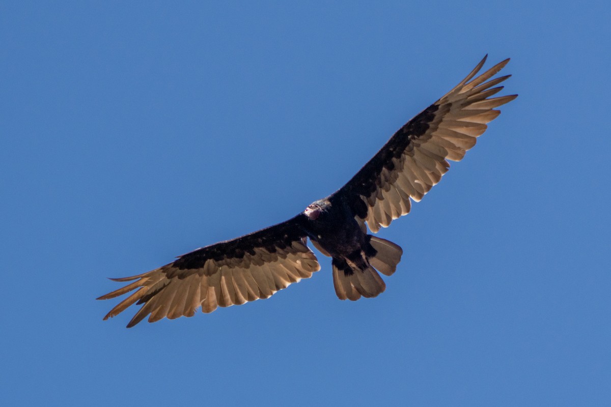 Turkey Vulture - ML620879691