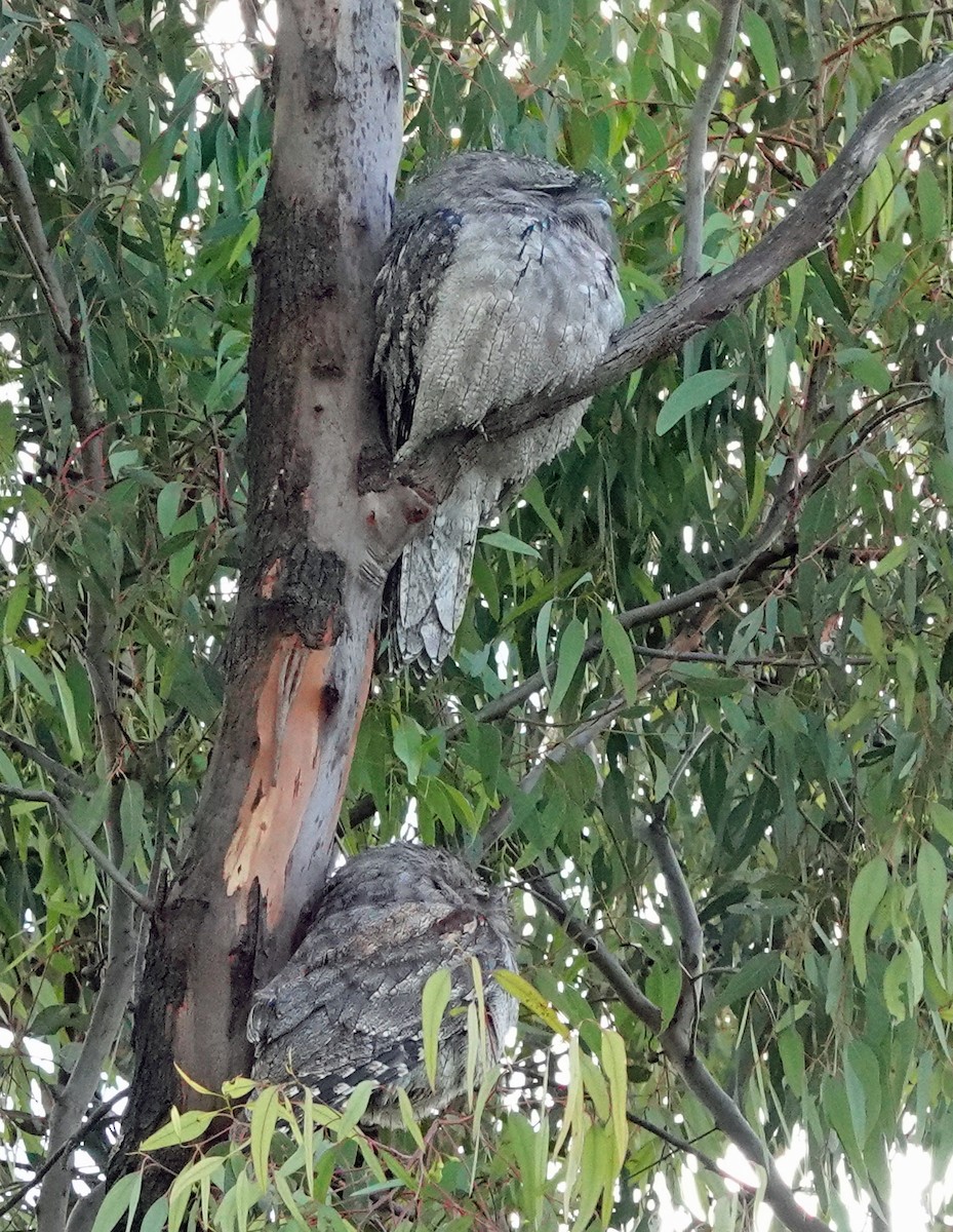 Tawny Frogmouth - ML620879693