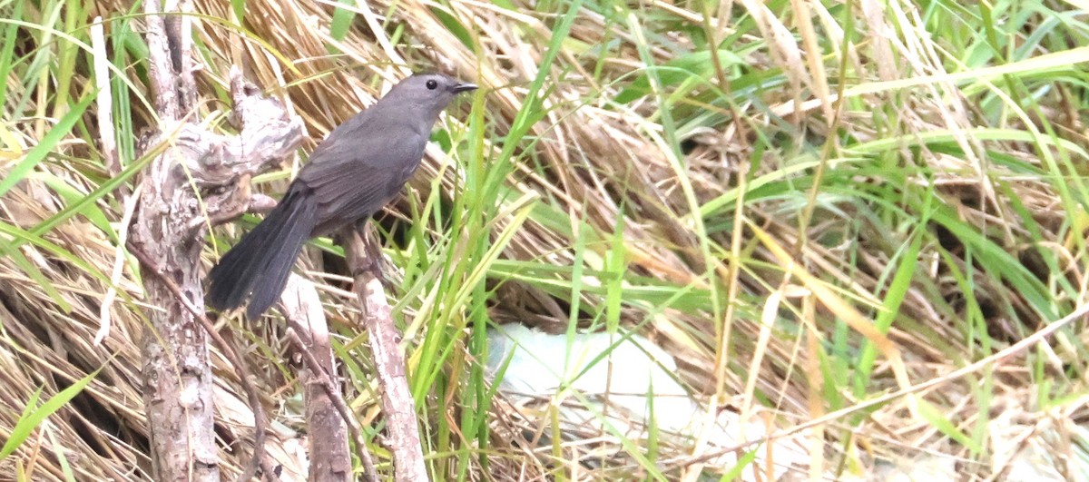 Gray Catbird - ML620879701