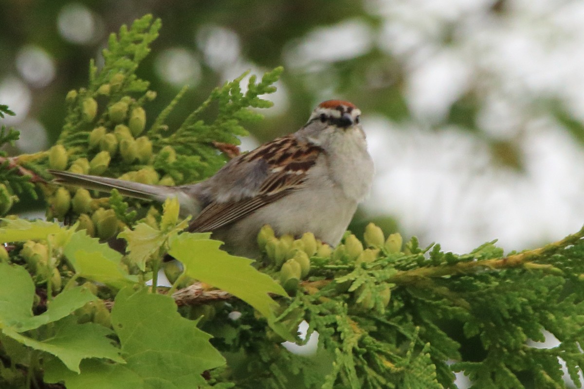 Chipping Sparrow - ML620879709