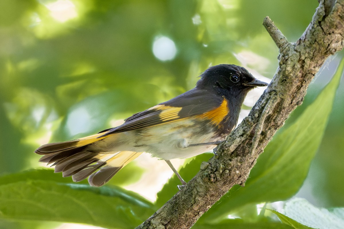 American Redstart - ML620879712