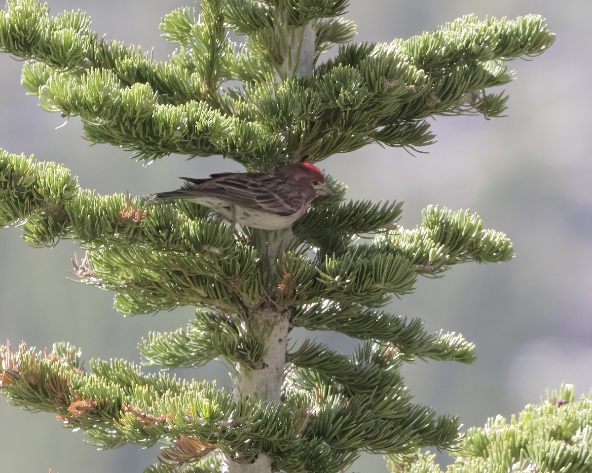 Cassin's Finch - ML620879713