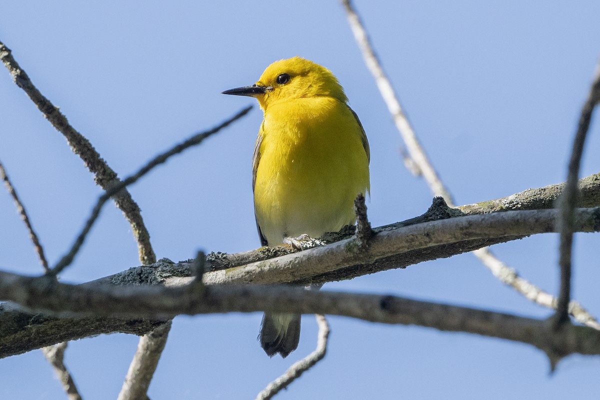 Prothonotary Warbler - ML620879715