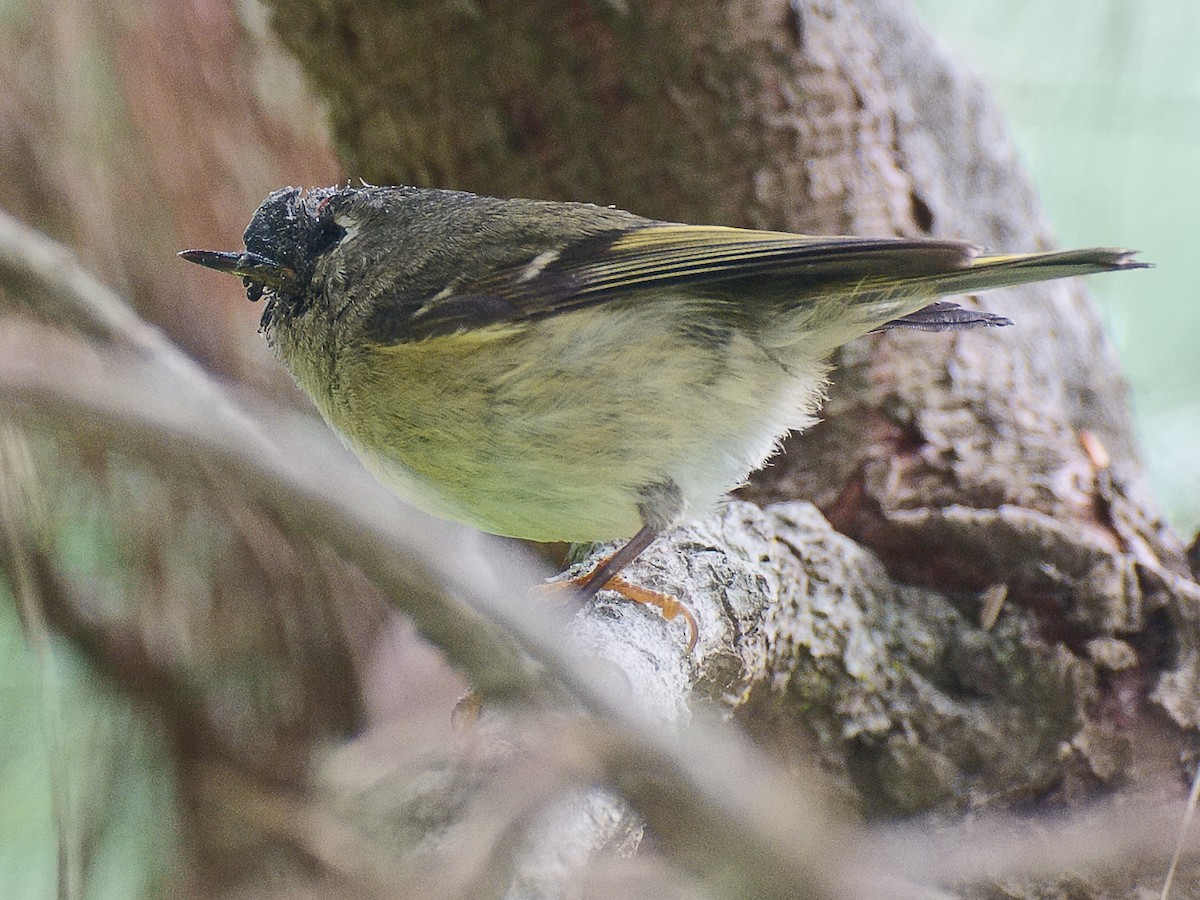 Roitelet à couronne rubis - ML620879720