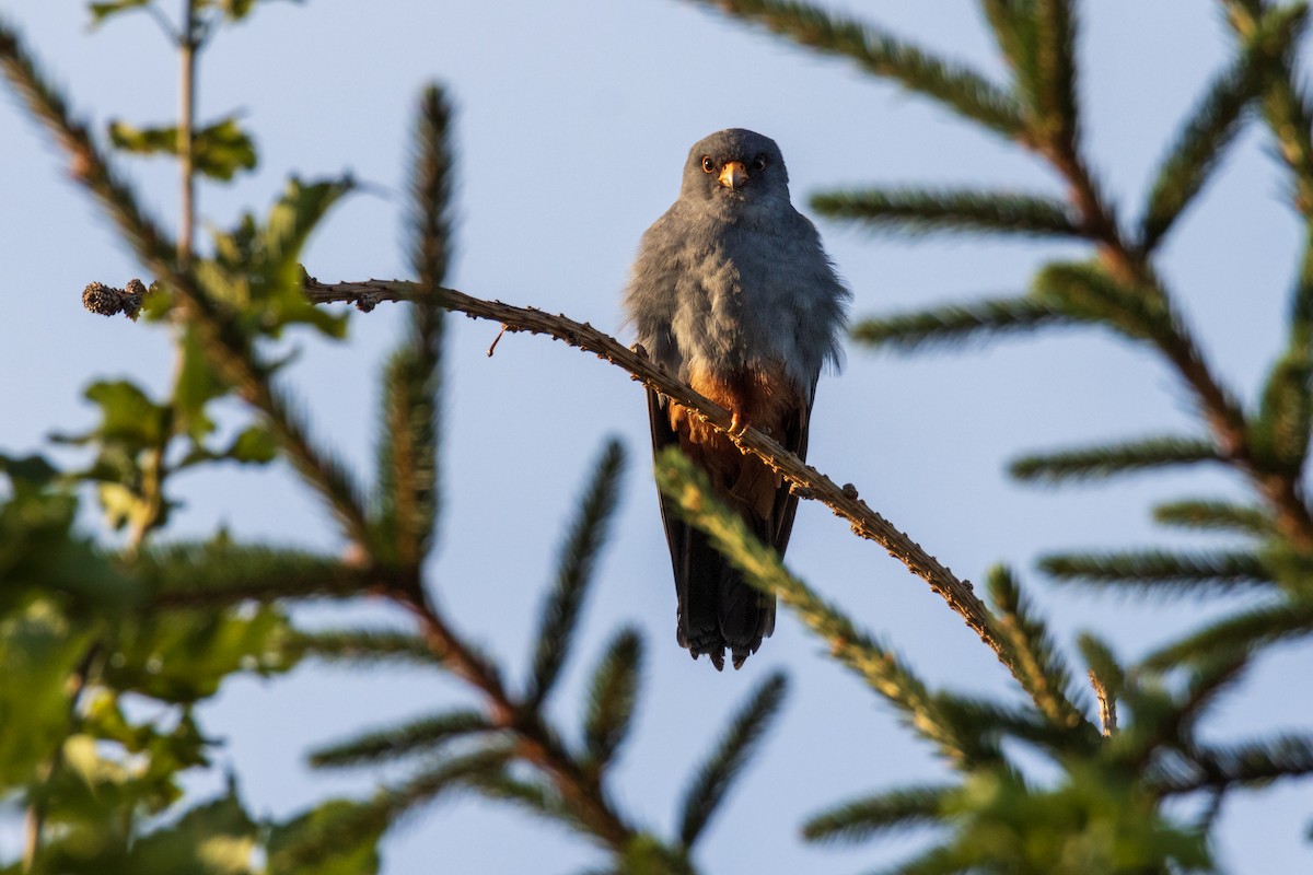 Red-footed Falcon - ML620879722