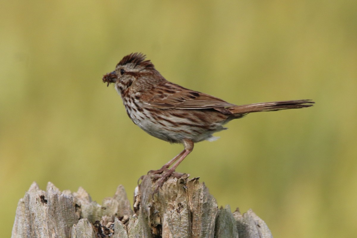 Song Sparrow - ML620879728