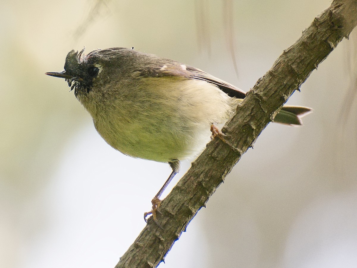 Ruby-crowned Kinglet - ML620879731