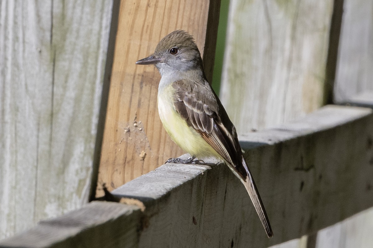 Great Crested Flycatcher - ML620879732