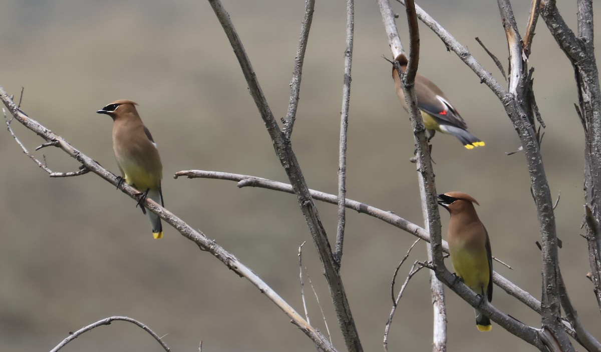 Cedar Waxwing - ML620879735