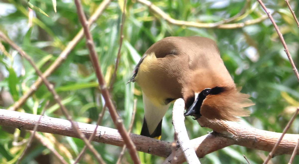 Cedar Waxwing - ML620879739