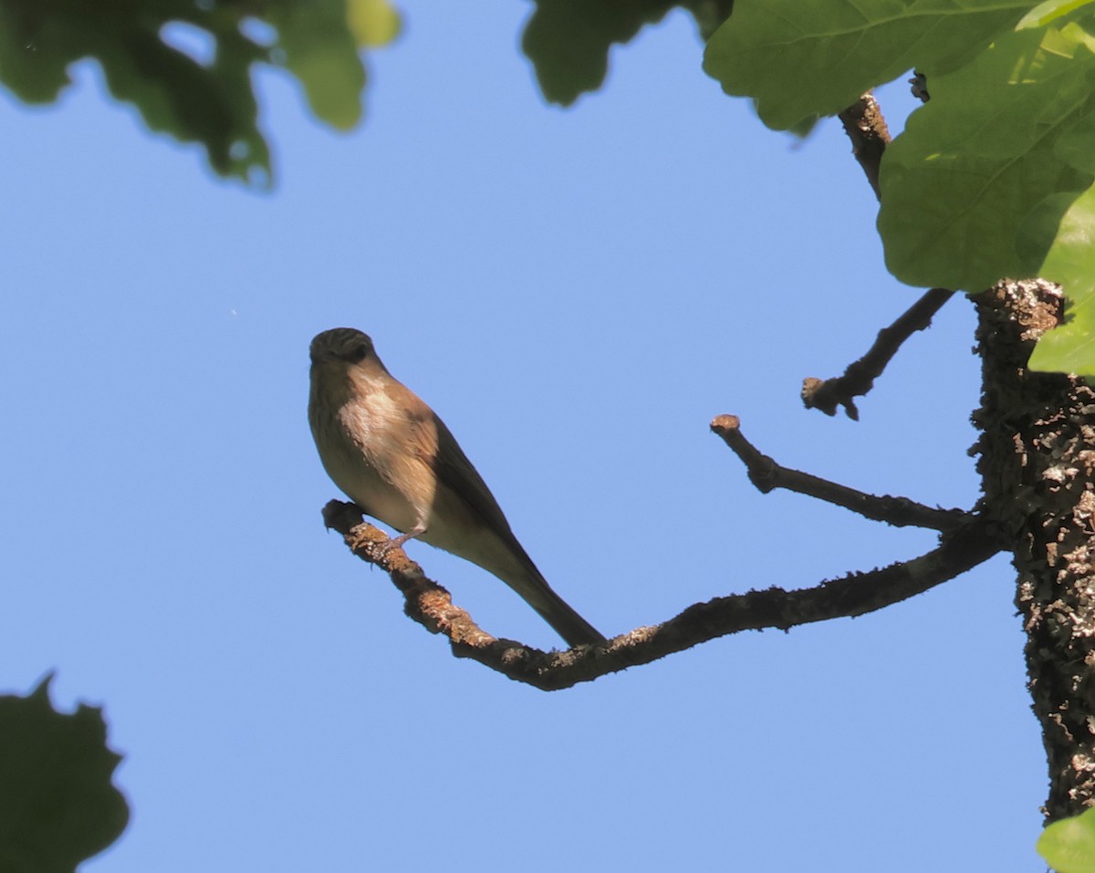 Spotted Flycatcher - ML620879740