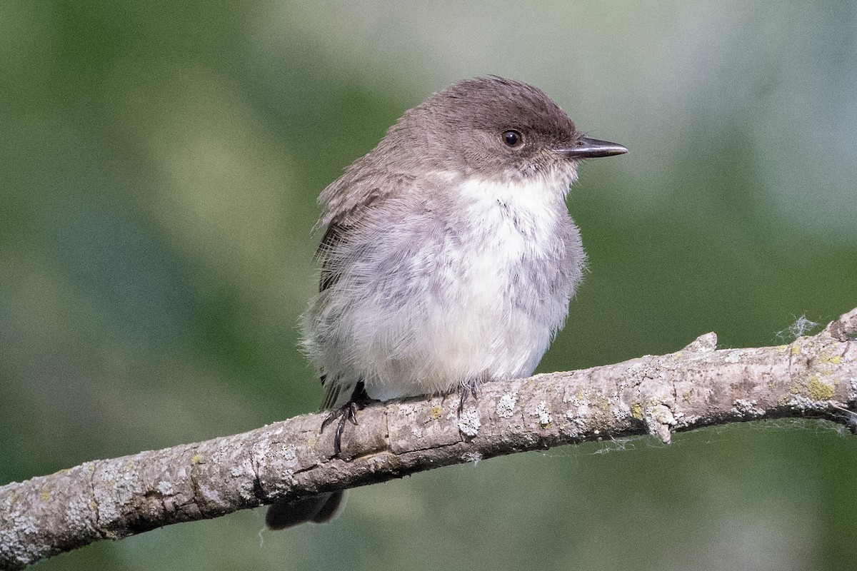 Eastern Phoebe - ML620879741