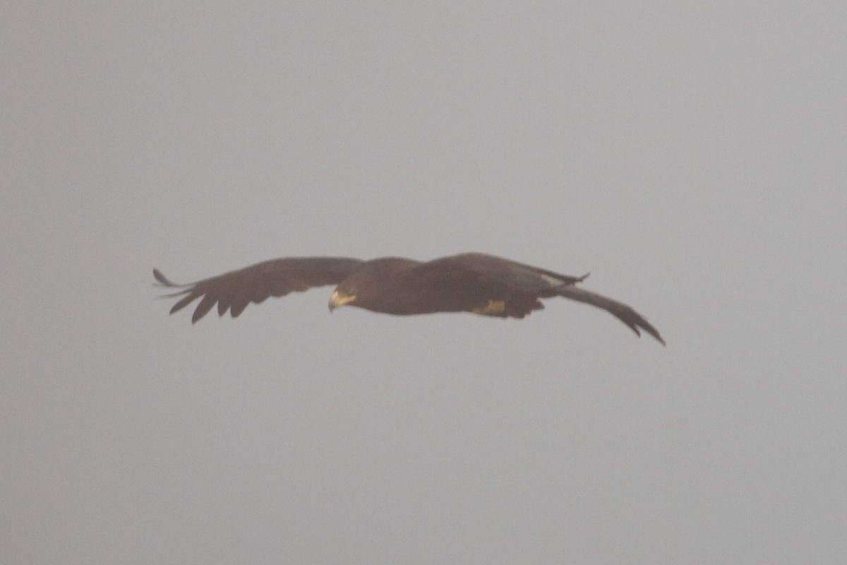 Greater Spotted Eagle - ML620879742