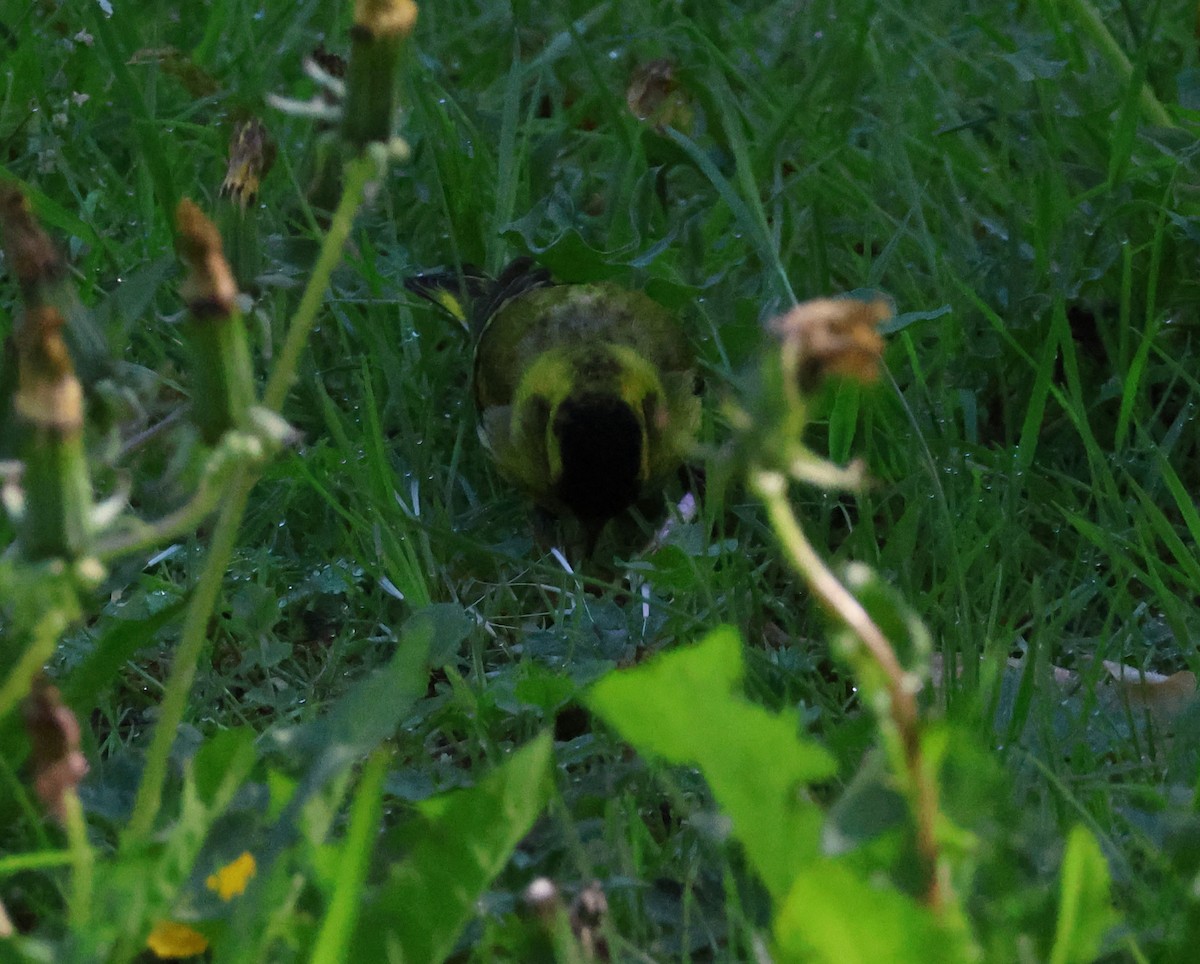 Eurasian Siskin - ML620879744