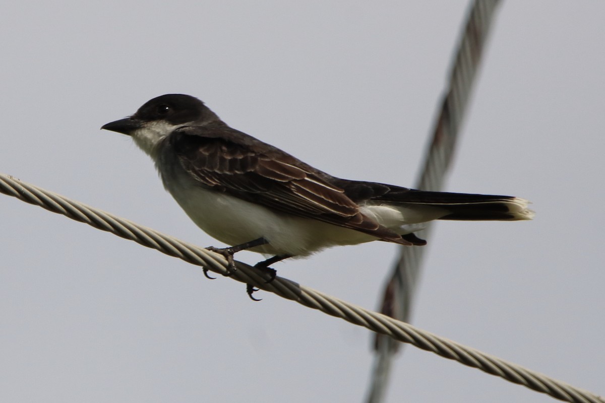 Eastern Kingbird - ML620879745