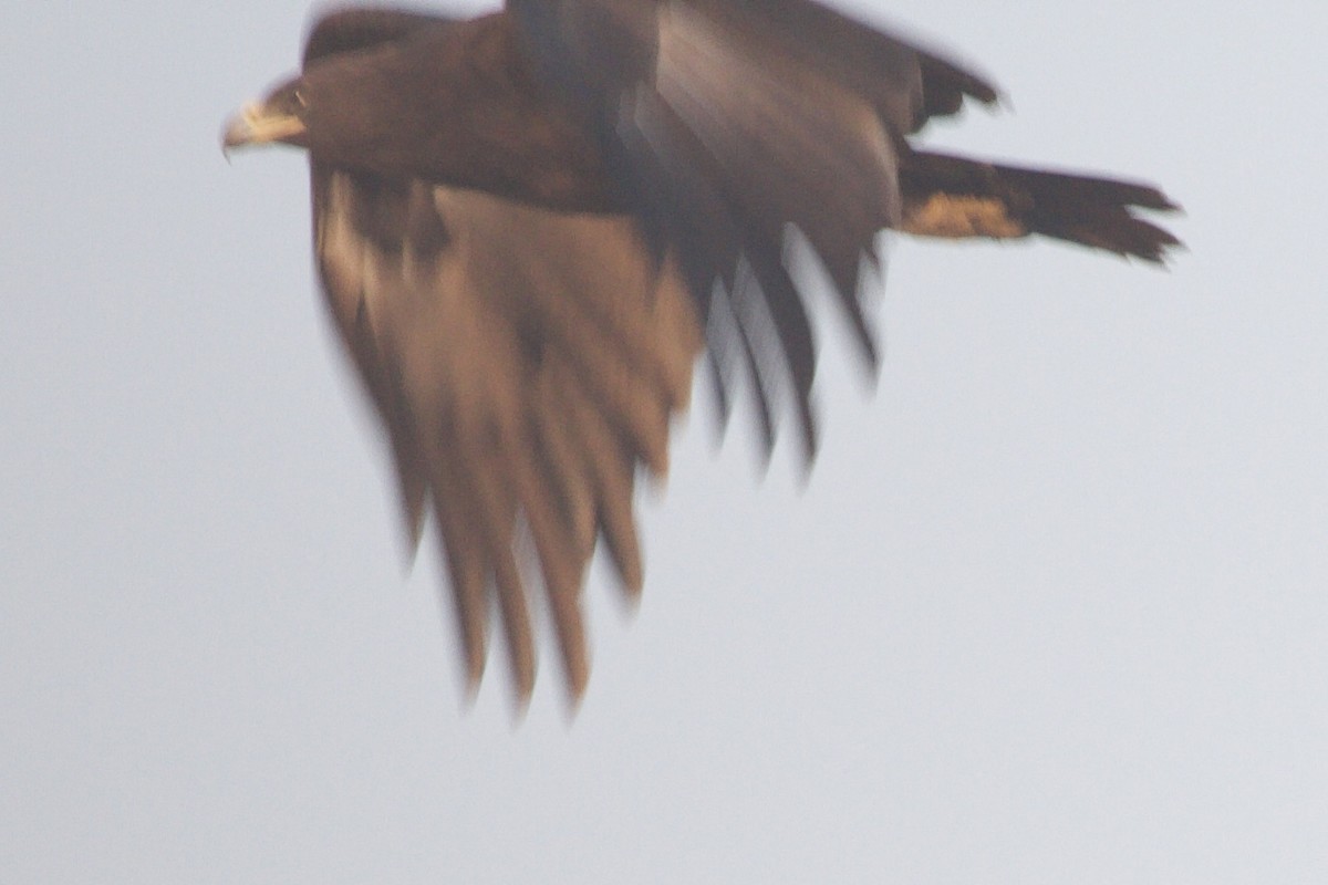 Greater Spotted Eagle - ML620879748