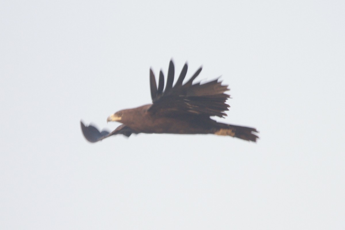 Greater Spotted Eagle - ML620879750