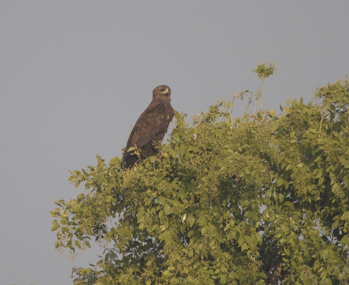 Tawny Eagle - ML620879751