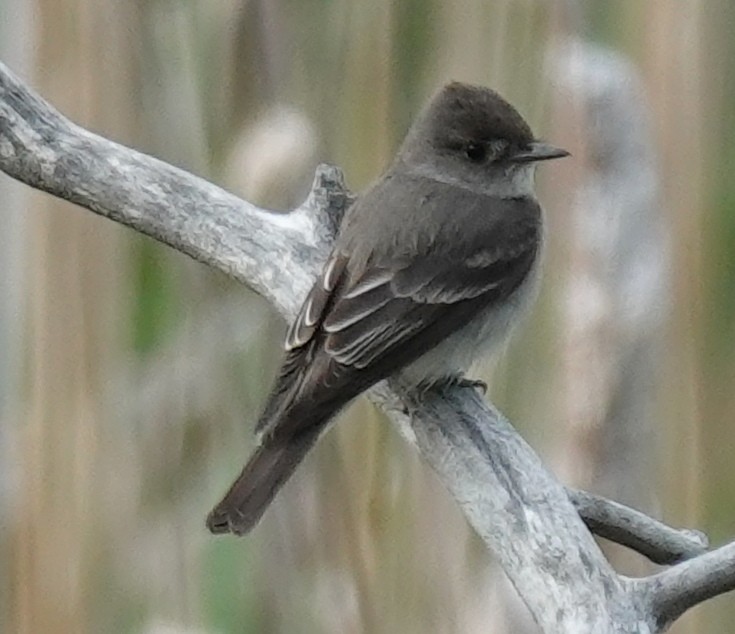 Western Wood-Pewee - ML620879755