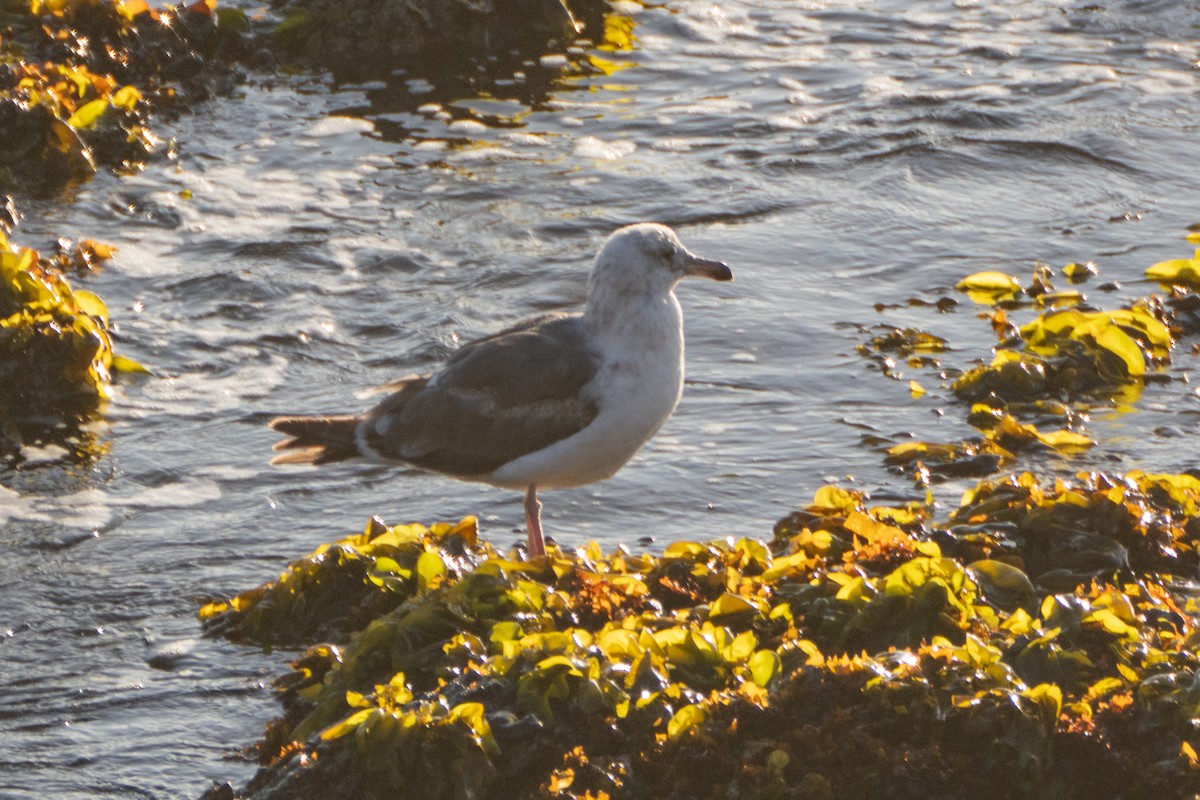 goéland sp. (Larus sp.) - ML620879757