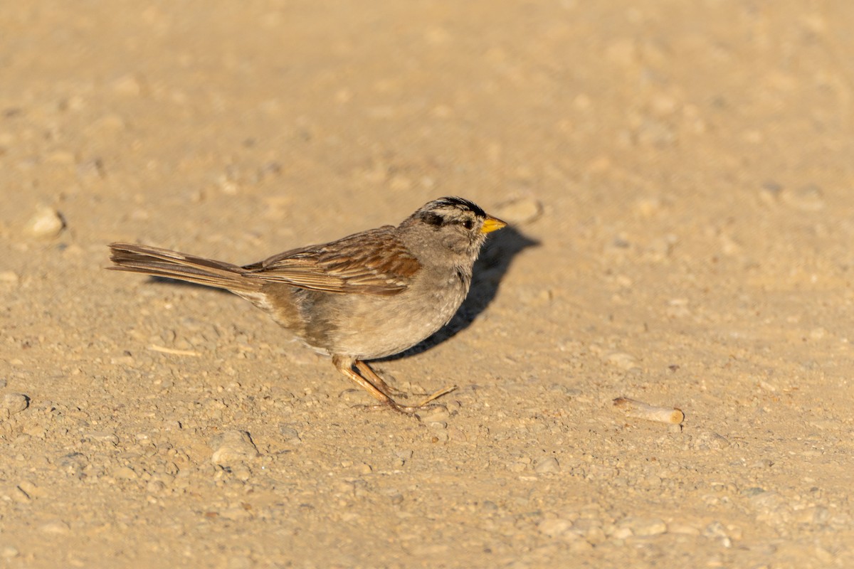 White-crowned Sparrow (nuttalli) - ML620879766