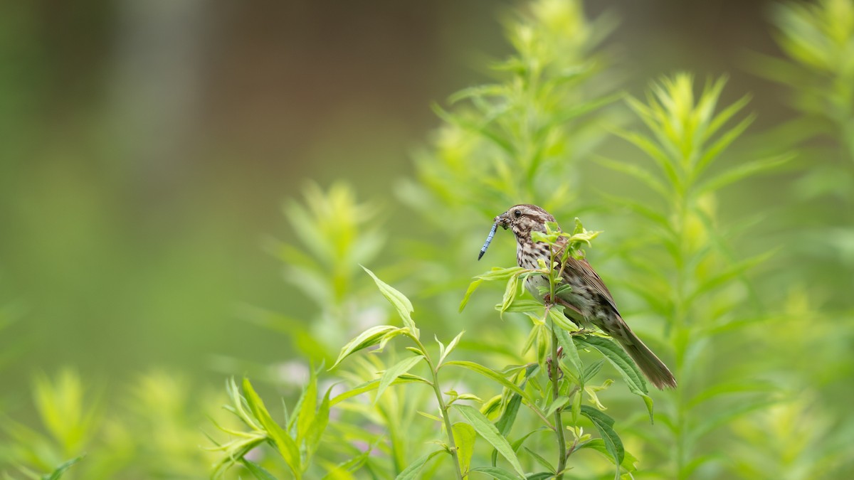 Song Sparrow - ML620879769