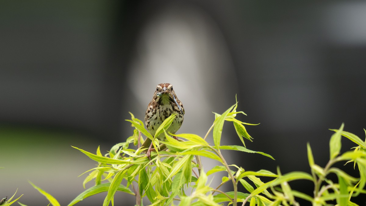 Song Sparrow - ML620879770