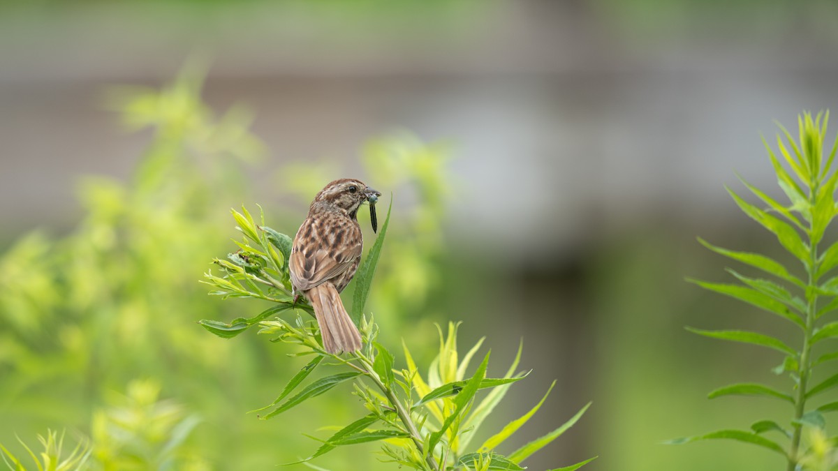 Song Sparrow - ML620879771