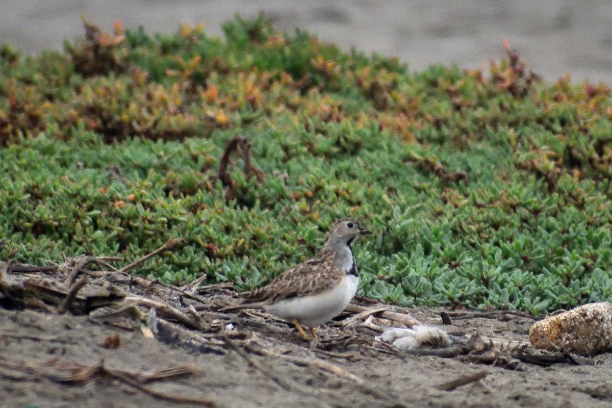 Least Seedsnipe - ML620879774