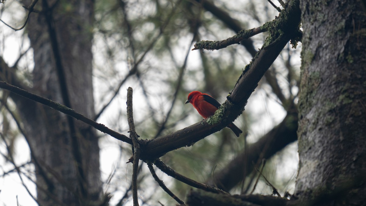 Scarlet Tanager - ML620879776
