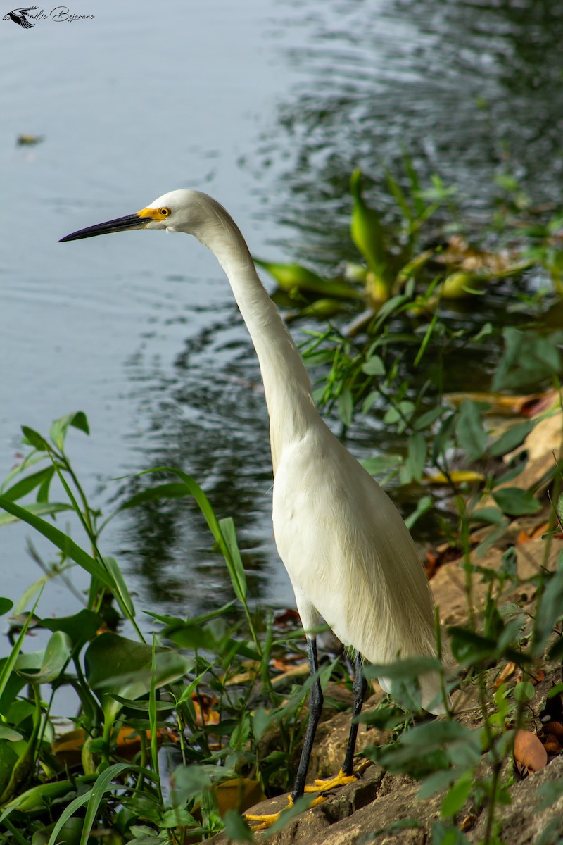 Snowy Egret - ML620879777