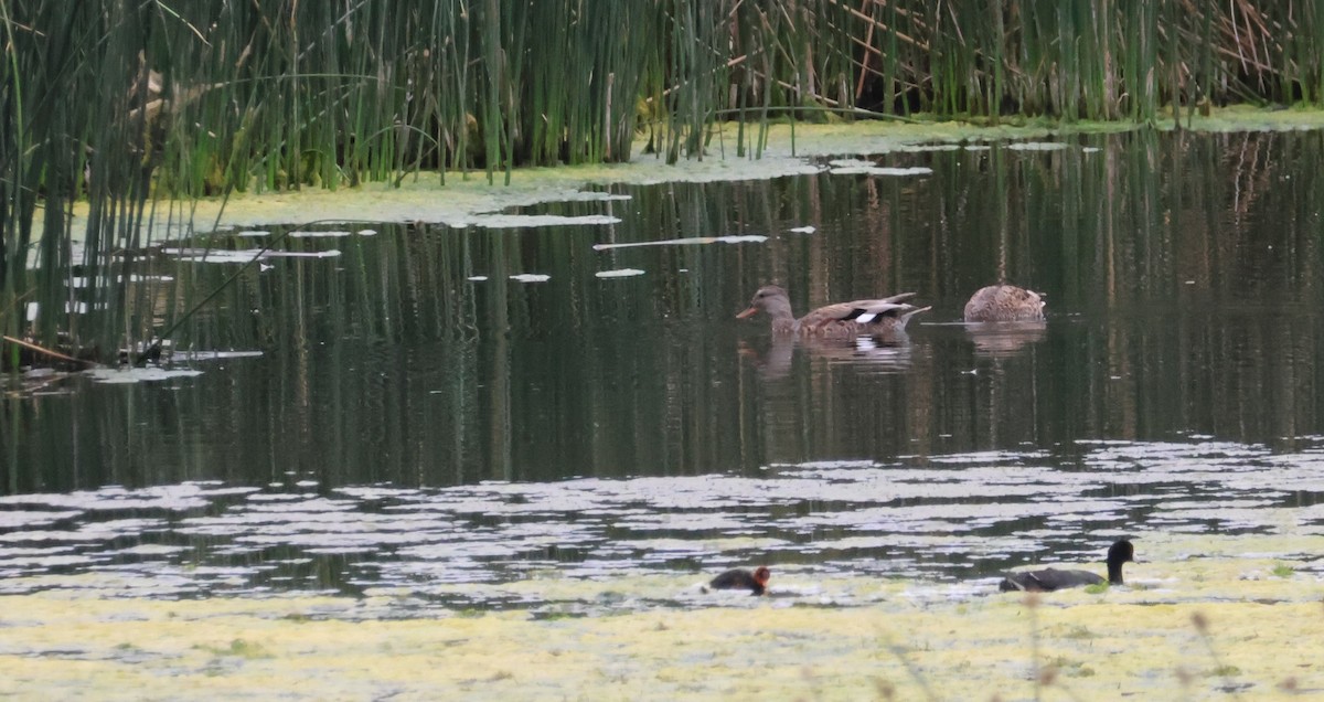 American Coot - ML620879782