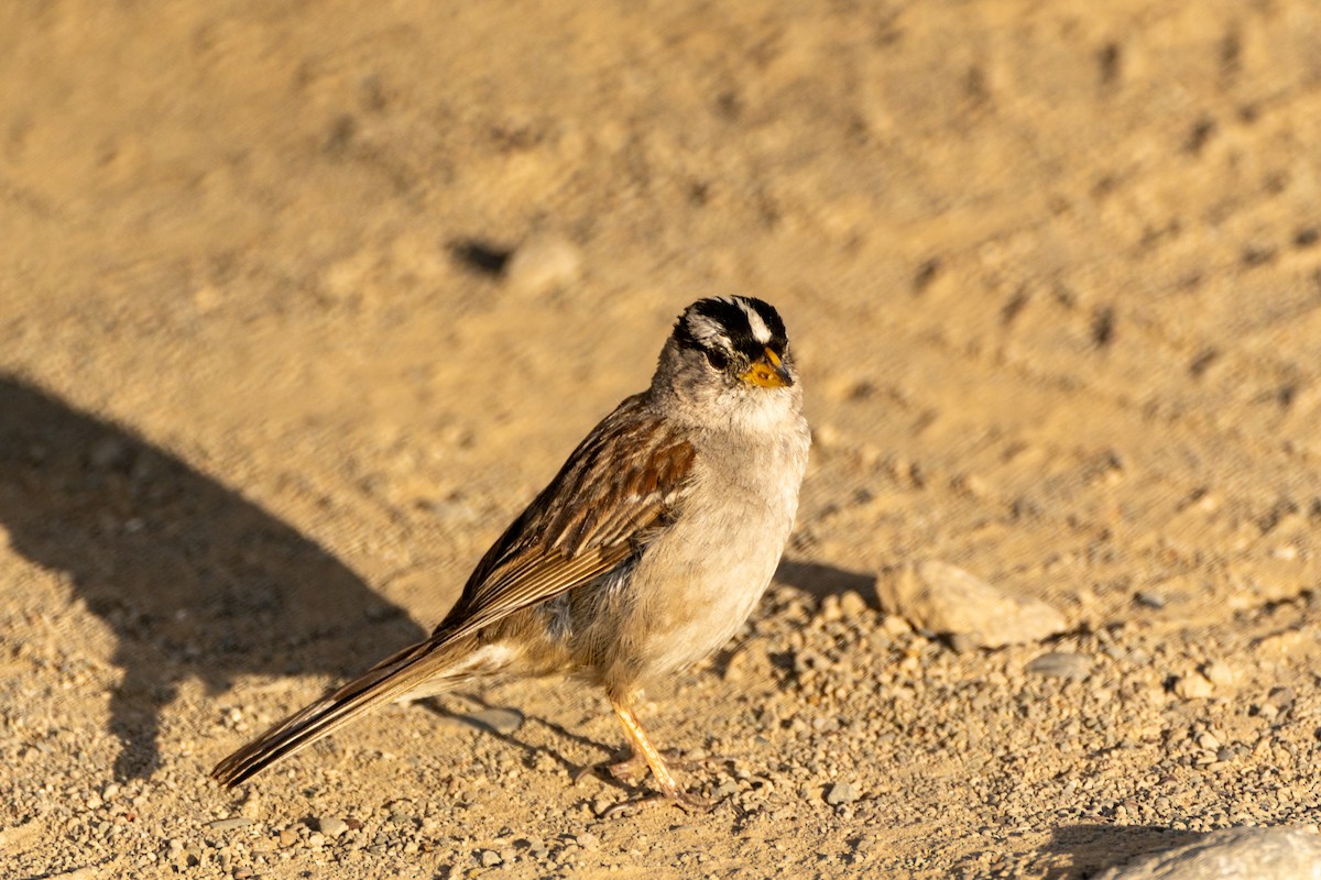 White-crowned Sparrow (nuttalli) - ML620879783
