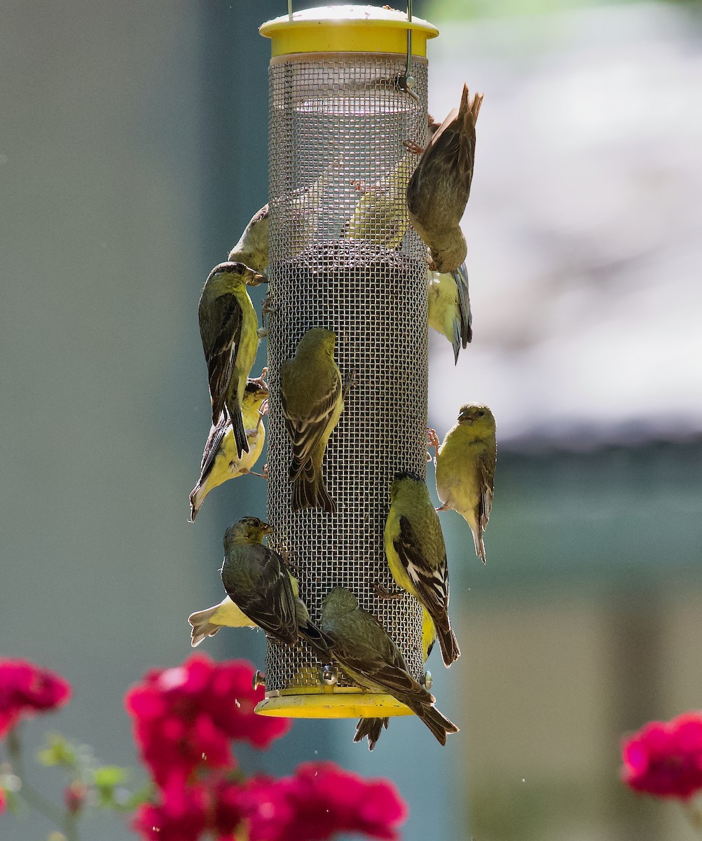 Lesser Goldfinch - ML620879790