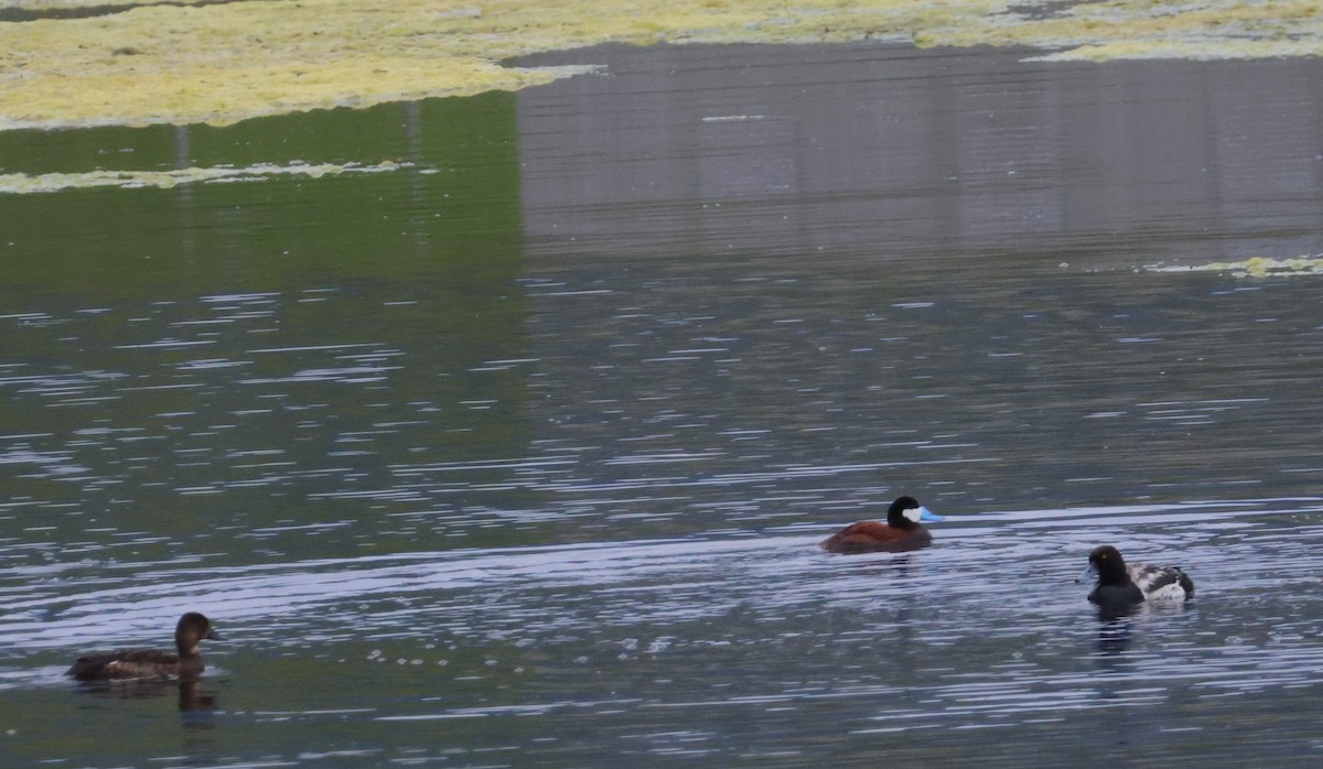 Ruddy Duck - ML620879795