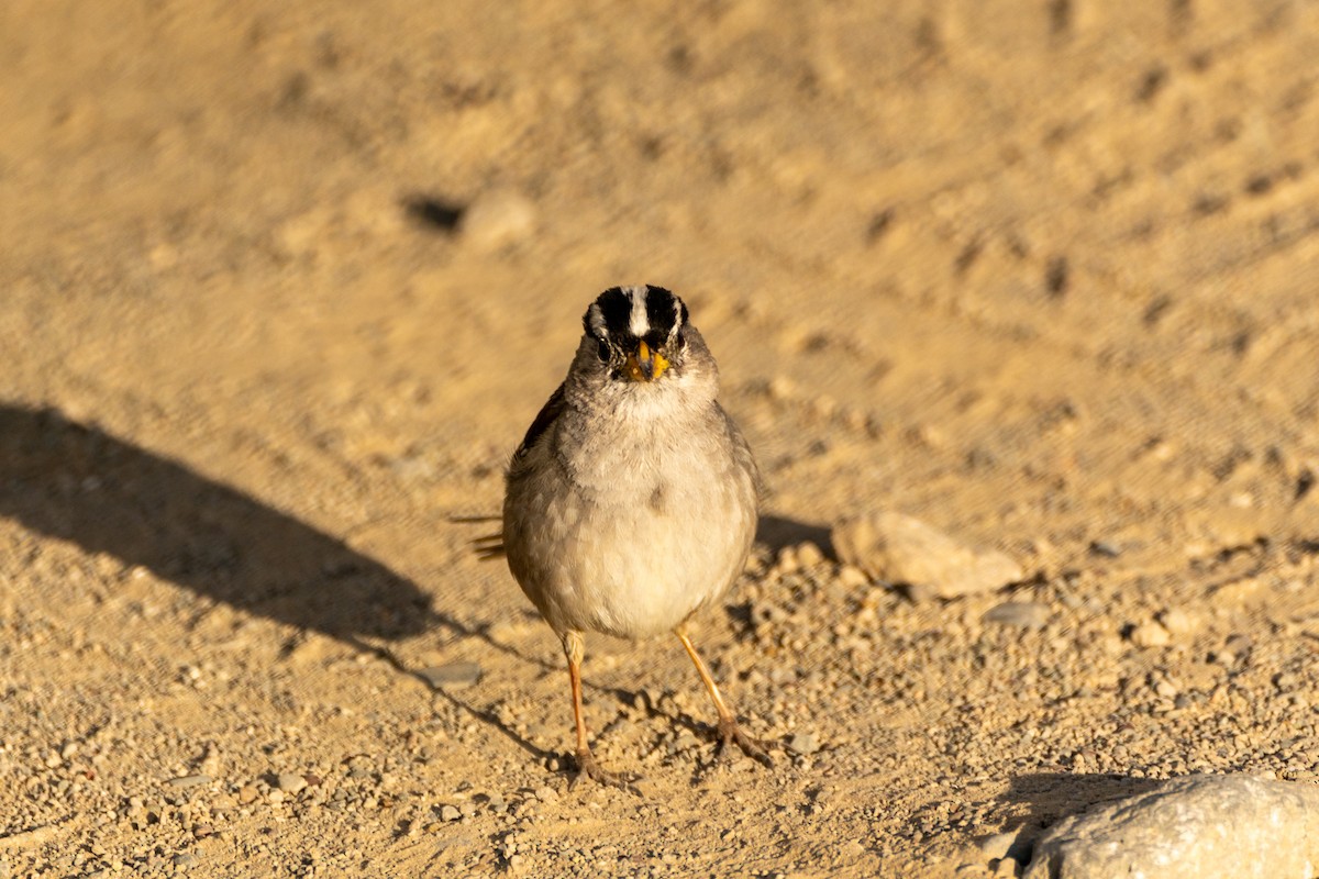 White-crowned Sparrow (nuttalli) - ML620879796