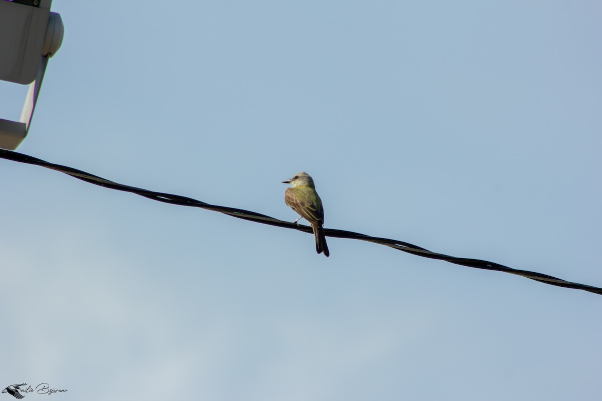 Tropical Kingbird - ML620879797