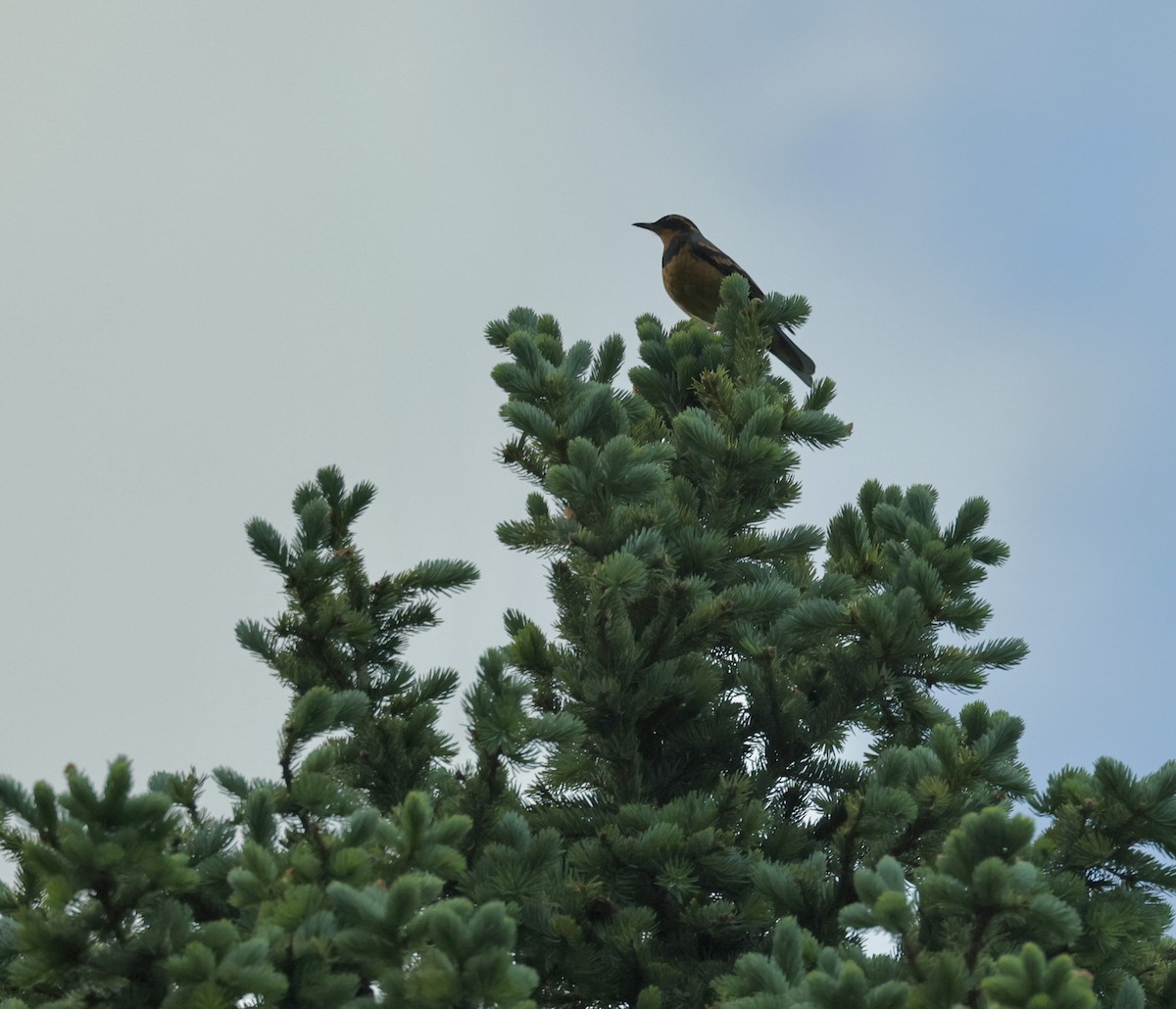 Varied Thrush - ML620879801