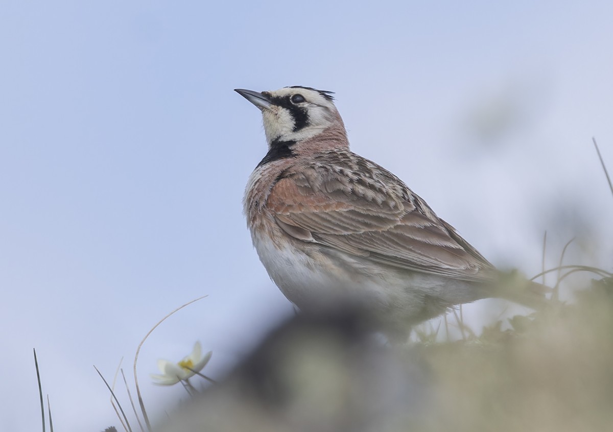 Horned Lark - ML620879803