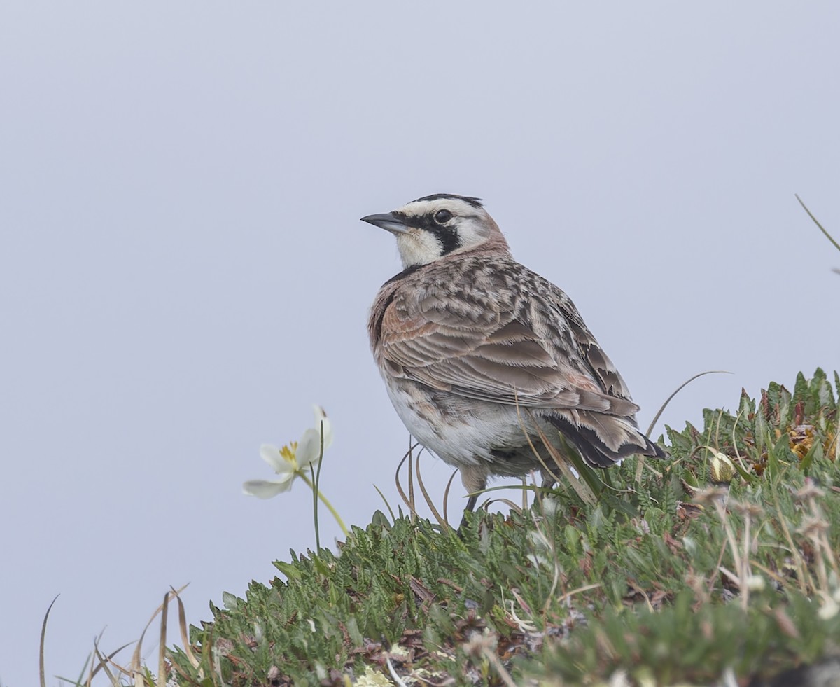 Horned Lark - ML620879804