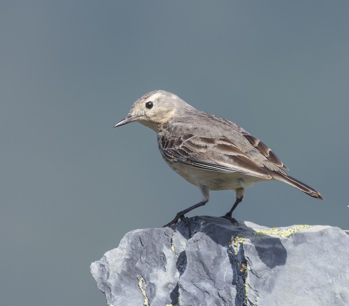 American Pipit - ML620879808