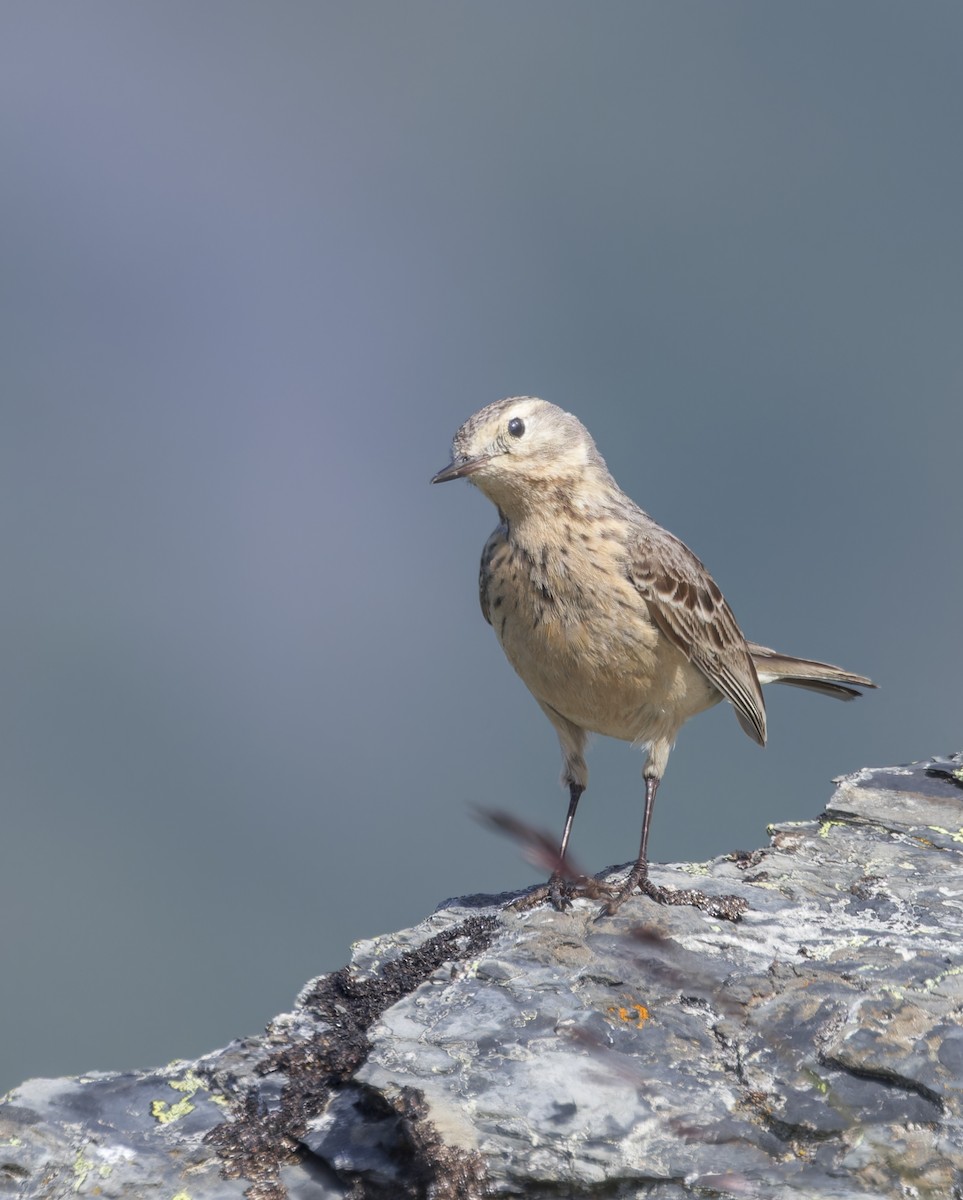 American Pipit - ML620879809